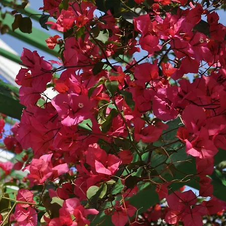 Garden شقة فندقية سيمي